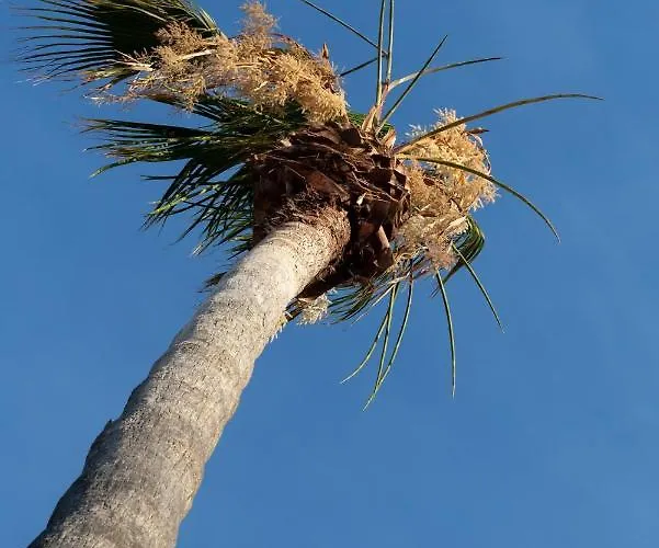 Dipagio Origin * Lakhania