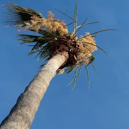 Dipagio Origin * Lachania (Rhodes)